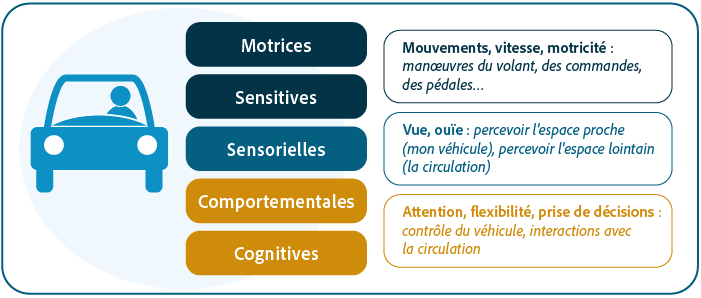 Fonctions motrices, sensitives, sensorielles, comportementales et cognitives impliquées dans la conduite automobile