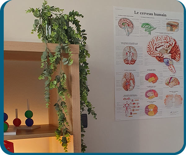 cerveau humain, cabinet libéral, psychologue, tests et évaluations neuropsychologique